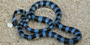 Meet the Banded Sea Krait: A Quick Background