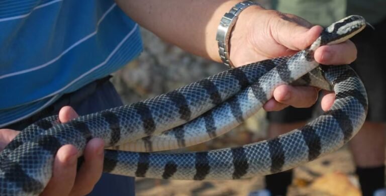 can banded sea krait kill you