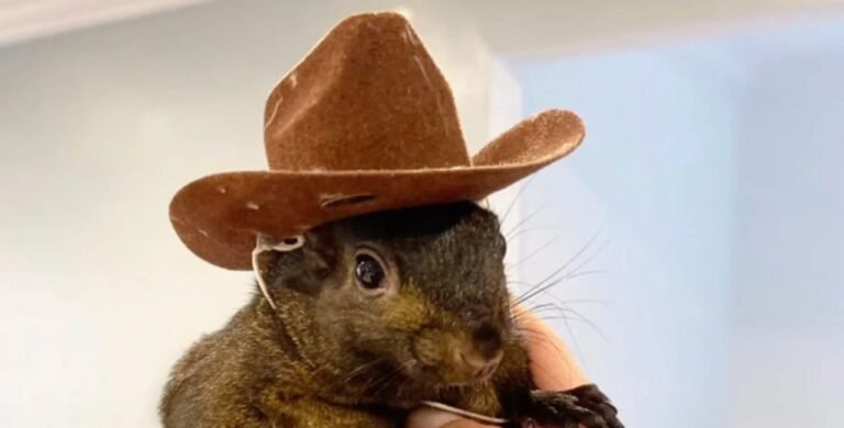 peanut the squirrel seized