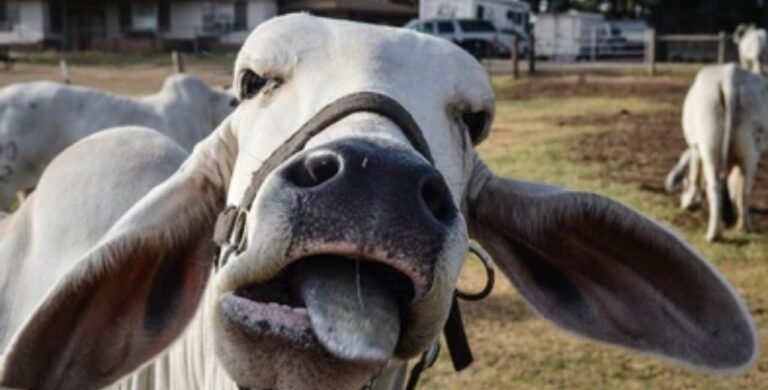 Crazy Cattle 3D Unblocked: Play the Viral Explosive Sheep Chaos Free Online Crazy Cattle 3D Unblocked