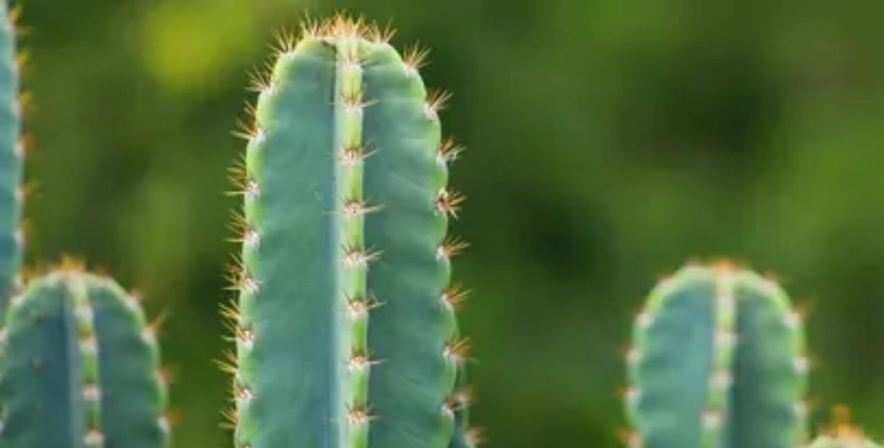 What Makes the Echinopsis Pachanoi Cactus San Pedro Special?