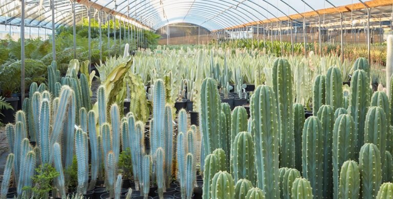 echinopsis pachanoi cactus san pedro