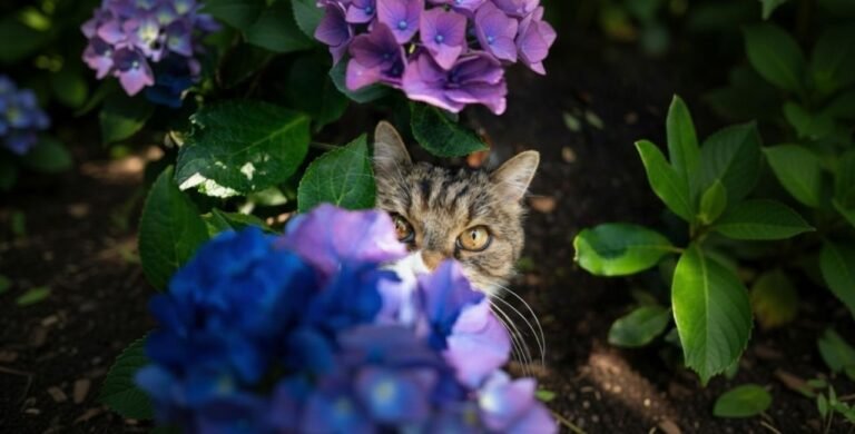 Are Hydrangeas Poisonous to Cats? What Every Cat Owner Needs to Know are hydrangeas poisonous to cats