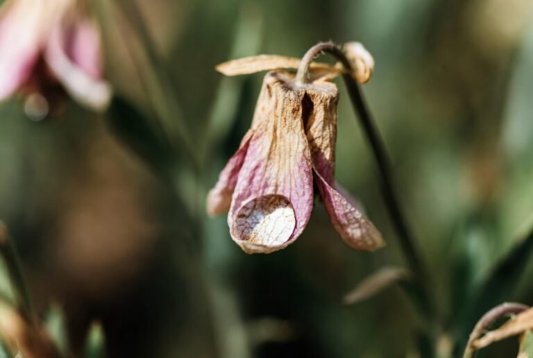 tears on a withered flower